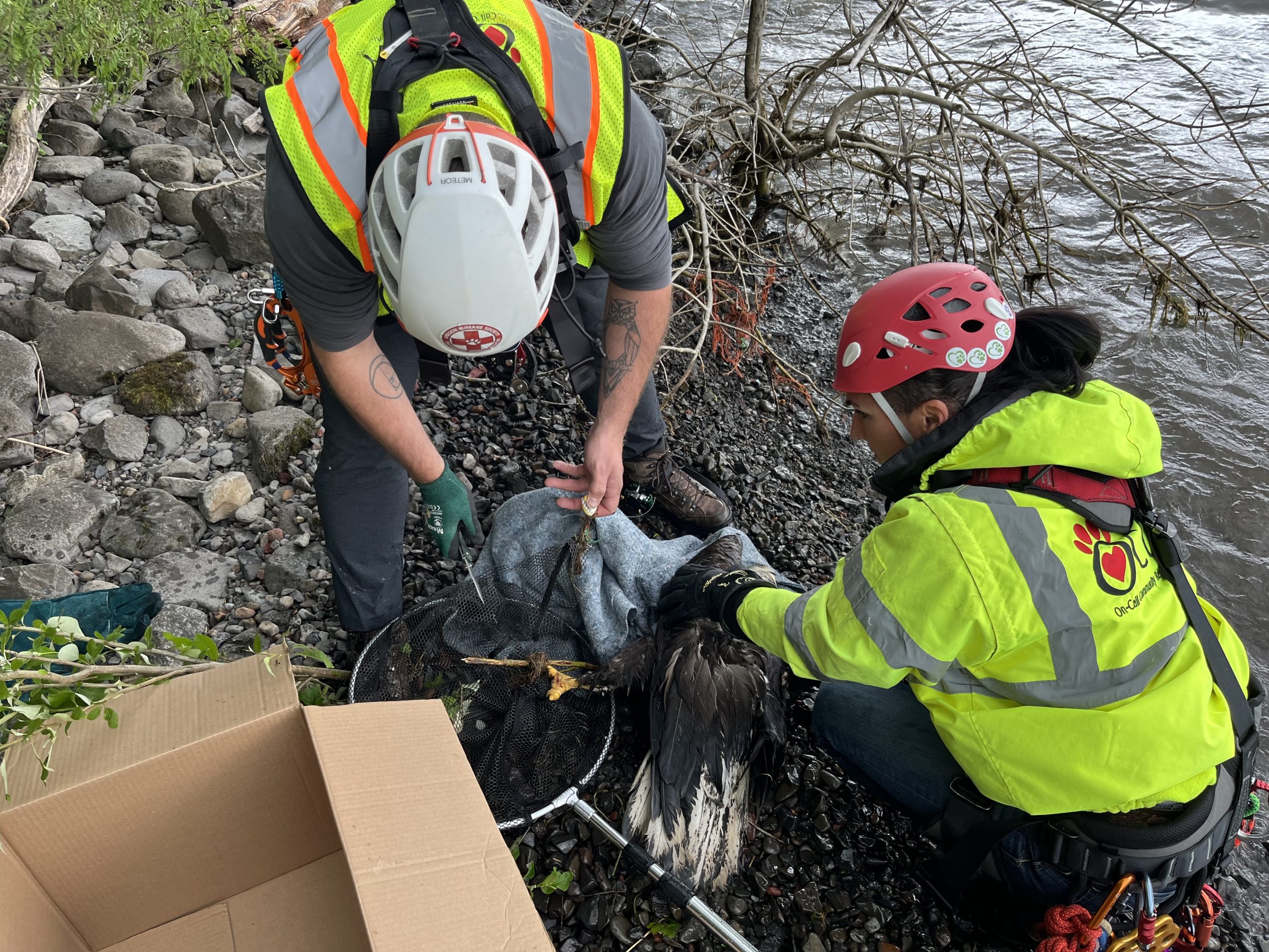 Our Team | On Call Community Rescue for Animals