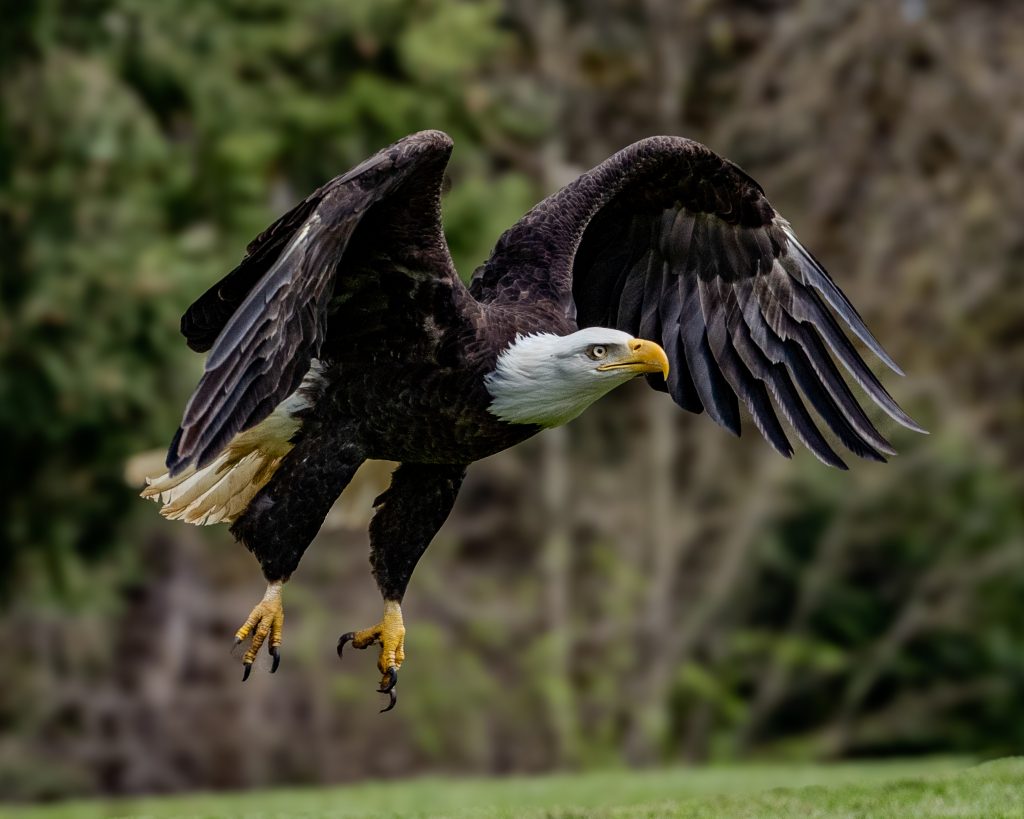 photo credit: Rich Kolbell