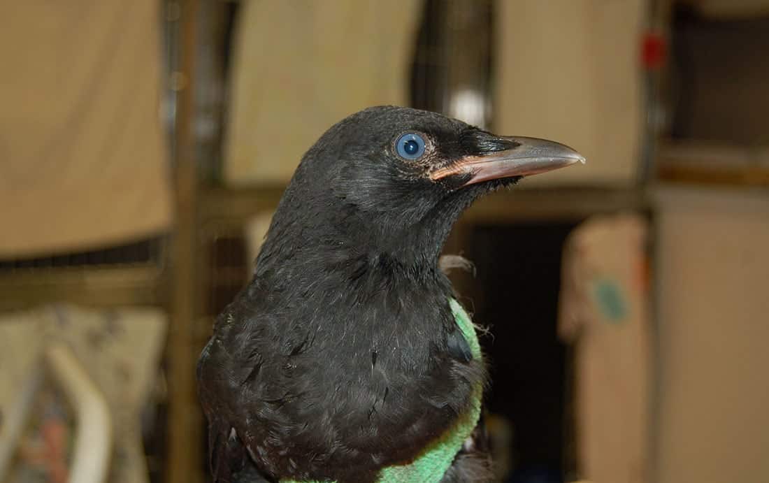Juvenile-Crow-Tinsley-Hunsdorfer