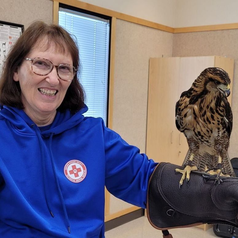 cr-0050528-me-and-rogue-the-peruvian-harris-hawk-11-13-22-copy